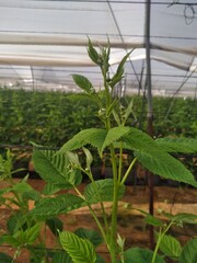 plants in a greenhouse