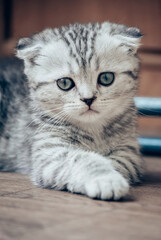 portrait of a small kitten close-up
