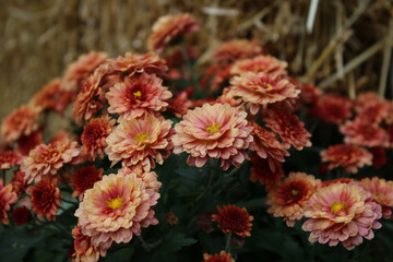 red and yellow flowers