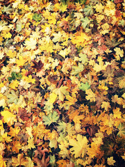 autumn leaves carpet maple leaves