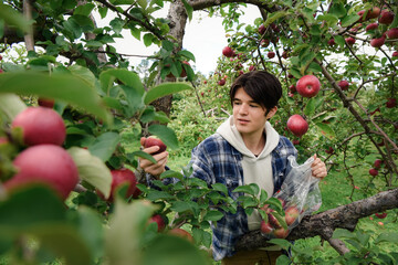 Teenage boy picking apples from a tree in an orchard on a fall day.