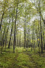Fototapeta na wymiar Trail through a densely wooded forest in Ontario, Canada.