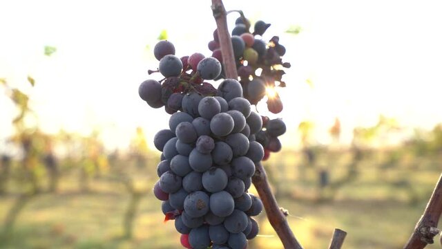 Red Bunch Of Grapes at Golden Sunrise with sun rays Shining through