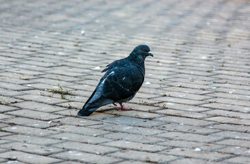 pigeon sitting on a stone