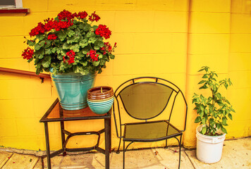 Bright red geranium and other plants and outside metal furniture sitting on patio in front of...