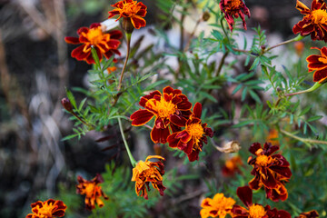 flowers in the garden
