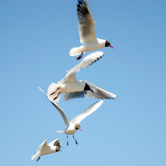 Seagulls