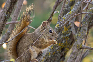 A Red Squirrel having Lunch