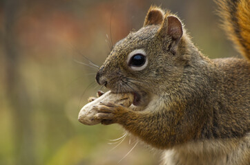 Close up of a Red Squirrel having Lunch