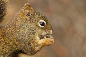 Close up of a Red Squirrel having Lunch