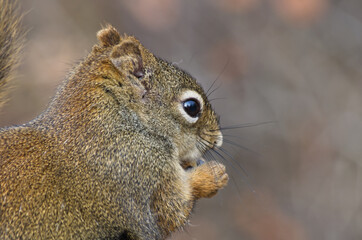 Close up of a Red Squirrel having Lunch