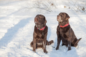 Chocolate lab lying in the snow.Portrait of cute funny brown labrador dog playing happily outdoors in white fresh snow on frosty winter day.purebred retriever dog in winter outdoor having fun