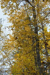 Autumn Trees in a Forest