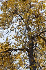 Autumn Trees in a Forest