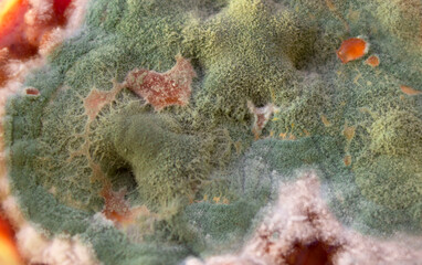 Green mold on a food surface close-up. Colorful growth mustiness mushrooms on a food. Green mold
