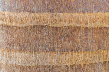 Texture pattern bark of palm trees Playa del Carmen Mexico.