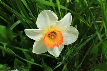 yellow daffodil flower