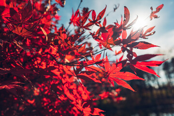 Japanese Maple