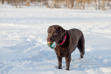 Adult Chocolate Labrador sitting in the snow.Funny Labrador Dog Playing With Toy And Running Outdoor In Snow, Winter Season. Playful Pet Outdoors.
