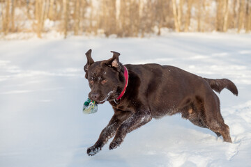 Adult Chocolate Labrador sitting in the snow.Funny Labrador Dog Playing With Toy And Running Outdoor In Snow, Winter Season. Playful Pet Outdoors.