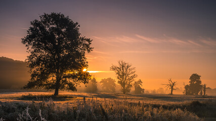 Lonely oak tree in the field during sunrise