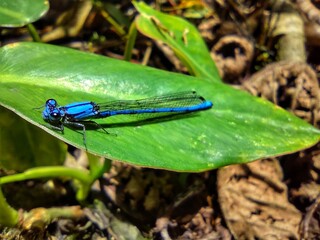 dragonfly on a leaf