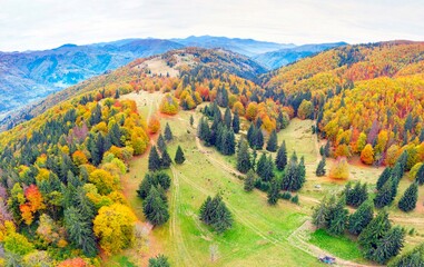 Sheep in the autumn forest