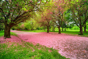 Naklejka premium Sakura flowers are falling.