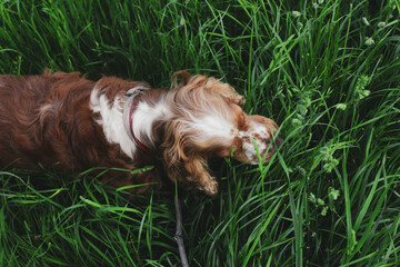 Beautiful english cocker spaniel on a walk in the park