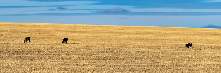 A three grazing cows in the autumn field. Photo format 3x1.