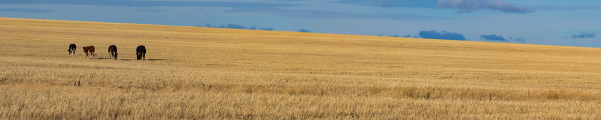 Grazing cows in the autumn field. Photo format 5x1.