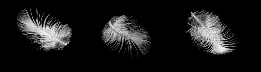 white bird feather on black isolated background