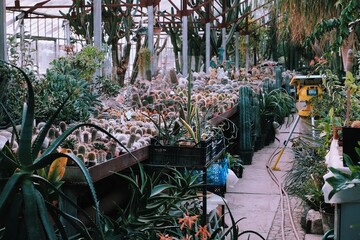 Cactus greenhouse. Cactus and succulent farm. Botanical  glass orangery.