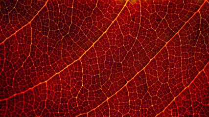Naklejka na ściany i meble red leaf texture, concept background red texture