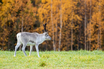 Young domestic reindeer walking on the meadow on autumn day during autumn foliage near Kuusamo, Finland, Northern Europe	