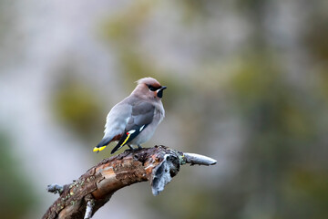 Colorful songbird Bohemian waxwing (Bombycilla garrulus) perched on an old branch on solid background during autumn in Finnish nature 