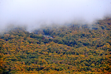 Beautiful landscape , colors of autumn forest, clouds on a trees