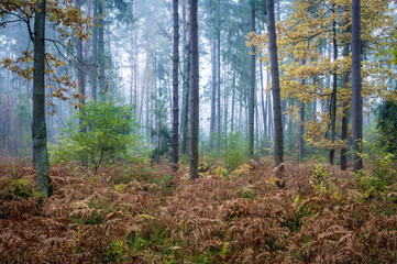 poranna mgła w lesie jesienią - obrazy, fototapety, plakaty