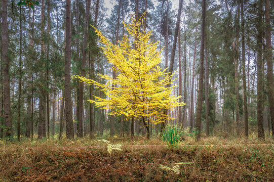 jaskrawe żółte drzewo na tle ciemnej ściany lasu