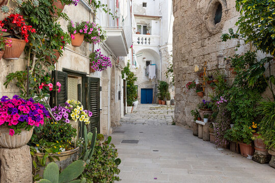 Molfetta, il vico fiorito