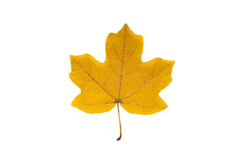 Yellow field maple leaf isolated on white background