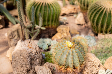 Golden Barrel Cactus.Echinocactus, Cereus and many other cacti in a tropical...