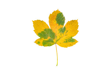 Yellow autumn leaf isolated on white background