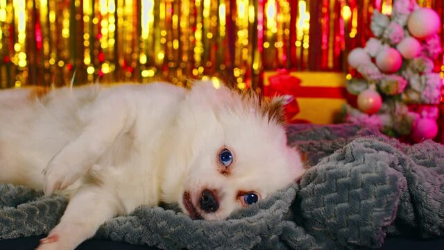 Cute dog resting in New Year's atmosphere. White spitz lying on gray plaid on background of bright highlights, gift box and little christmas tree.