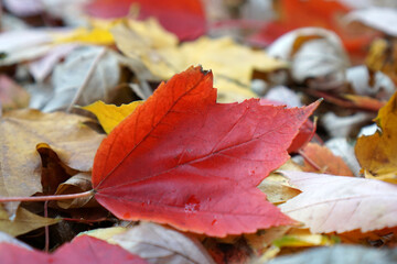 Ground level view of fallen leaves in the yard with bokeh background