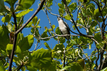 white bird resting on a summer day at the top of the tree
