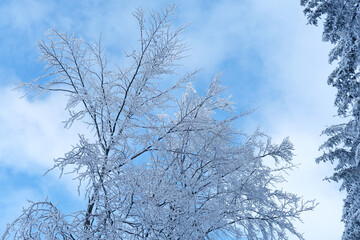 Fototapeta na wymiar white snow-covered tree branches against a background of a bright blue sky, heavy snowfall, concept of weather conditions, beautiful background for designer, panorama