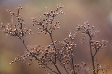 Withered dry plant with fallen seeds. Natural background of wild dried flowers. Selective focus inflorescences of dry grass on green background with copy space