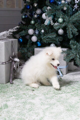 white thoroughbred Samoyed dog puppy. Winter holidays, cute small puppy,samoyed husky dog. Portrait holiday home. Winter family animal.