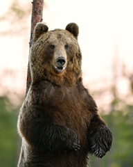 Standing brown bear closeup rubbing his back against the tree